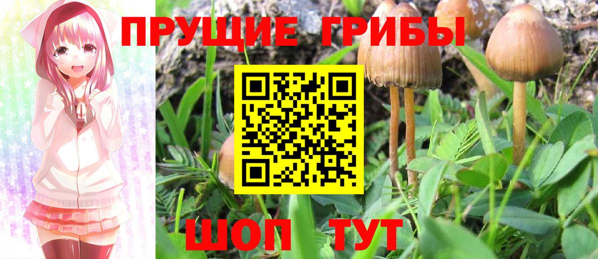 Псилоцибиновые грибы MAGIC MUSHROOMS  Вход с VPN  Прохладный 